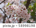 桜 58998198
