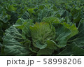 野菜 58998206