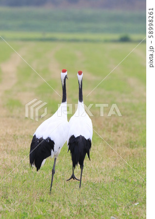 秋の農地を歩くタンチョウ（丹頂鶴）のつがい（？）＝成鳥・後ろ姿 58998261