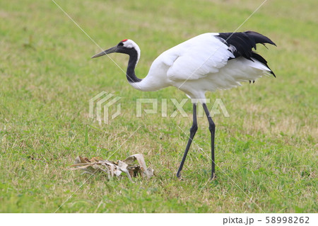 秋の農地で採餌するタンチョウ（丹頂鶴）＝成鳥［2-1］ 58998262