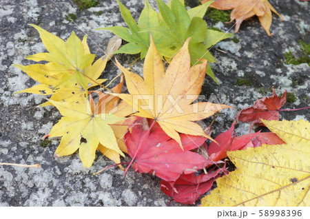 紅葉 紅葉 58998396