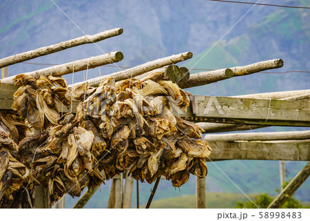 Cod stockfish drying on racks, Lofoten islands 58998483