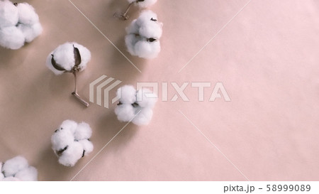 Top view angle images of 100% organic cotton from Holland or Netherland which is flowers imported from Europe for use in clothes or fabric industry and for beauty or baby such as cotton buds or pads Top view angle images of 100% organic cotton from Holland or Netherland which is flowers imported from Europe for use in clothes or fabric industry and for beauty or baby such as cotton buds or pads 58999089