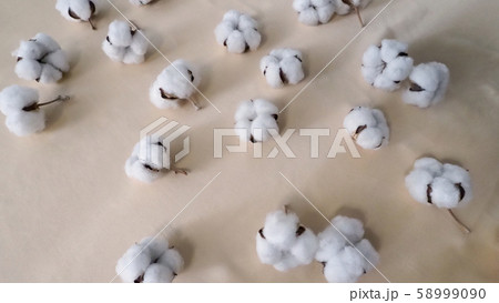 Top view angle images of 100% organic cotton from Holland or Netherland which is flowers imported from Europe for use in clothes or fabric industry and for beauty or baby such as cotton buds or pads Top view angle images of 100% organic cotton from Holland or Netherland which is flowers imported from Europe for use in clothes or fabric industry and for beauty or baby such as cotton buds or pads 58999090