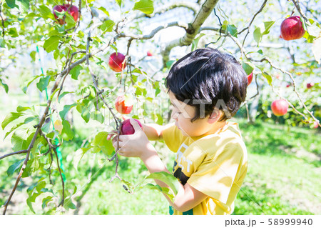 リンゴの収穫 58999940