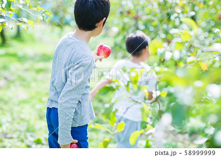 リンゴ狩りをする子供 リンゴ狩りをする子供 58999999