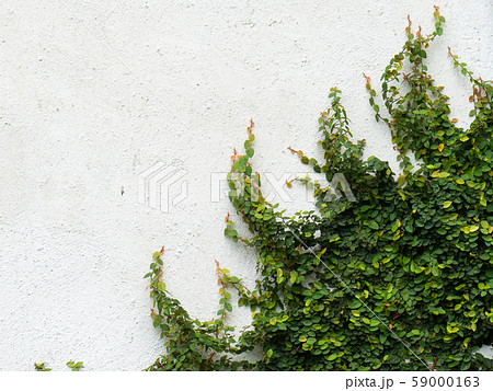 Climbing fig on the white wall Climbing fig on the white wall 59000163