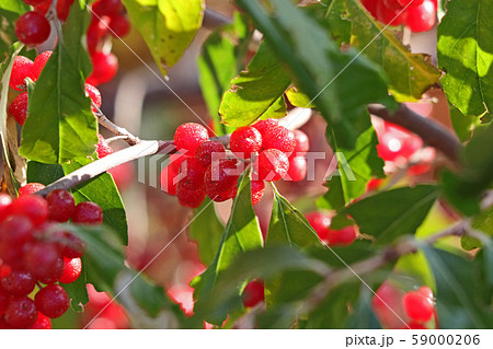 可愛い赤い実アキグミ 59000206