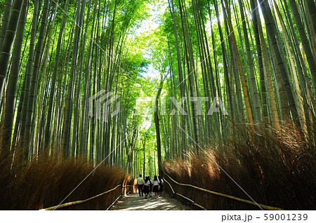 京都の町並み 嵐山・嵯峨野竹林の小径と旅行者 京都の町並み 嵐山・嵯峨野竹林の小径と旅行者 59001239
