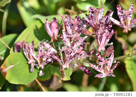 ホトトギス（杜鵑草） 59001281