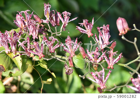 ホトトギス（杜鵑草） 59001282