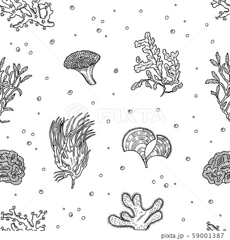 Vector hand drawn seaweed pattern or background illustration 59001387