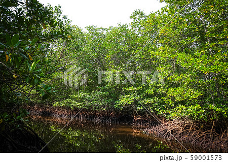 Mangrove in Nusa Lembongan island, Bali, Indonesia 59001573