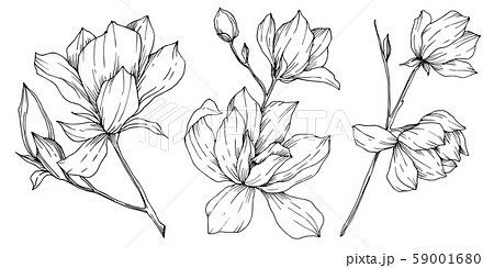 Vector Magnolia floral botanical flowers. Black and white engraved ink art. Isolated magnolia 59001680
