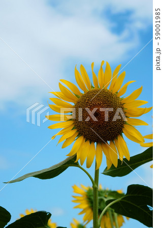 ひまわり 59001985