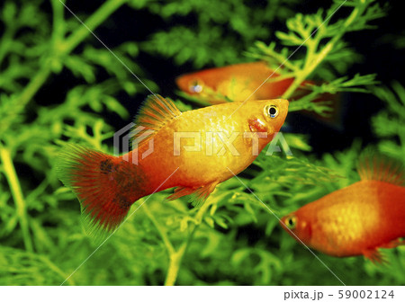 プラティ プラティ 59002124