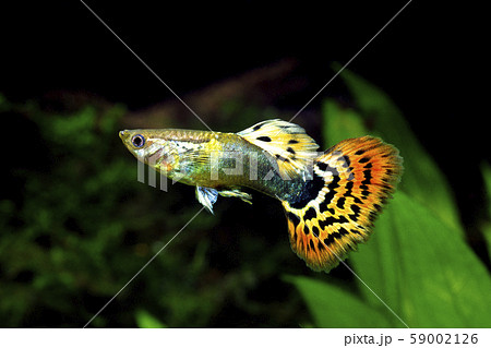 グッピー 59002126