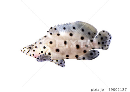 サラサハタ 59002127