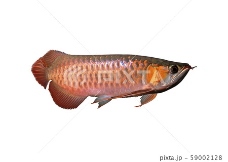 アジアアロワナ 59002128