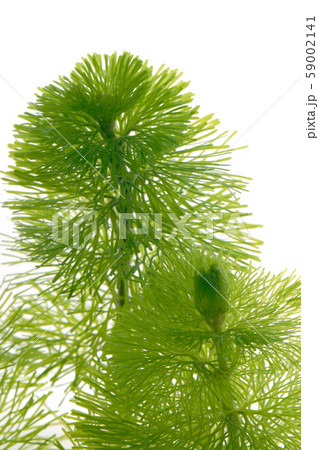 キンギョモ 59002141