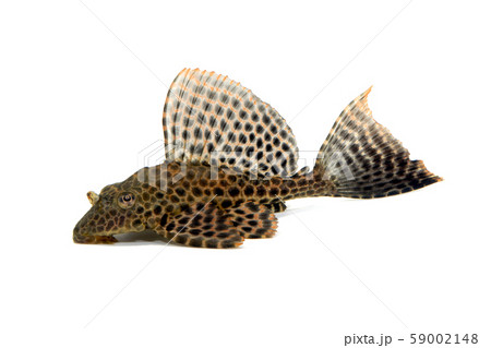プレコの写真素材