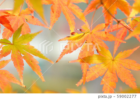 もみじの紅葉 もみじの紅葉 59002277