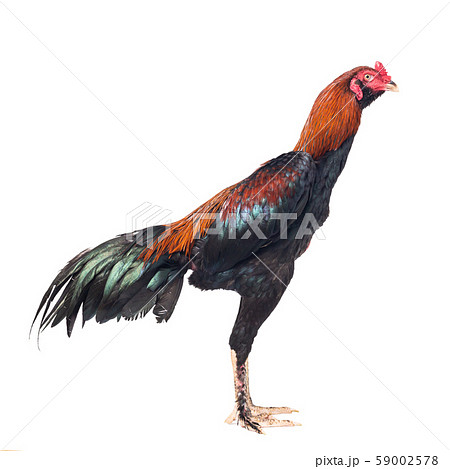Fighting cock isolated on white background Fighting cock isolated on white background 59002578