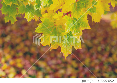 Autumn leaves with shallow focus background 59002652