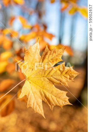 Autumn leaves with shallow focus background 59002657