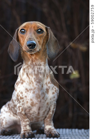 dog portrait autumn tree background dog portrait autumn tree background 59002759
