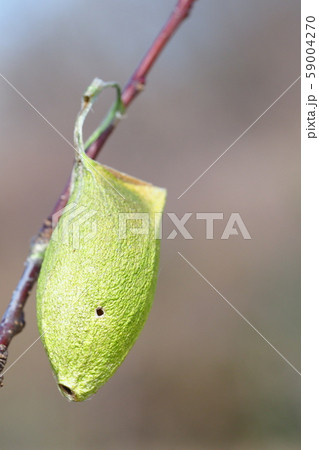 ウスタビガの繭殻 59004270