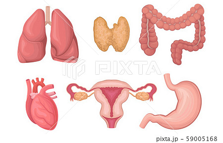 Realistic Human Organs Vector Set. Anatomy of the Body 59005168