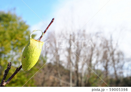ウスタビガの繭殻 ウスタビガの繭殻 59005398