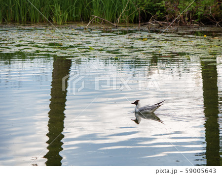 Tern swims in the water near the shore. 59005643