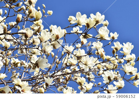 ハクモクレン（白木蓮） 59006152