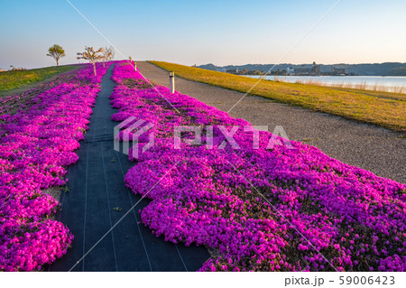 東郷池 芝桜 青空 東郷池 芝桜 青空 59006423