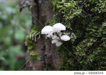 not edible small mushrooms in the forest 59006544