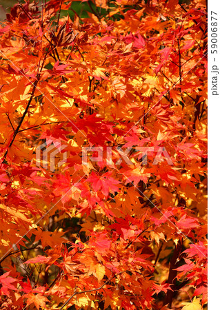 快晴の北海道北斗市の中山峠で紅葉の風景を撮影 59006877