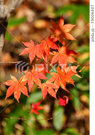快晴の北海道北斗市の中山峠で紅葉の風景を撮影 快晴の北海道北斗市の中山峠で紅葉の風景を撮影 59006887
