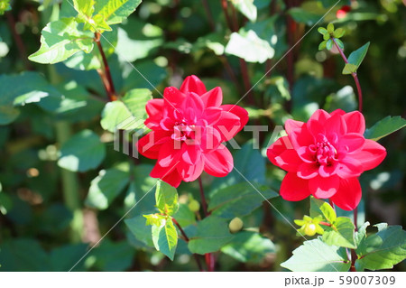 ダリアの花 59007309