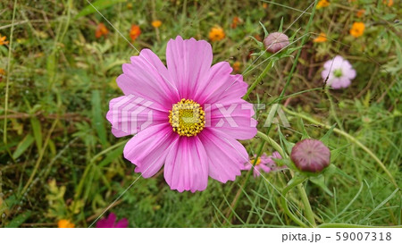 コスモス 59007318