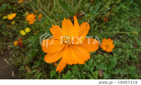 コスモス 59007319