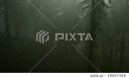 8K Misty Spring Morning in Pine Tree Forest 8K Misty Spring Morning in Pine Tree Forest 59007368