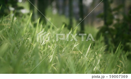 8K Bright spring grass field with sunlight 8K Bright spring grass field with sunlight 59007369