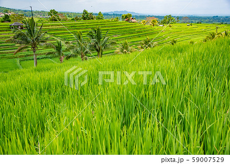 インドネシア　バリ島　ジャティルイのライステラス　棚田 59007529