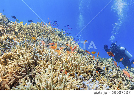 石垣島ダイビング - 枝サンゴとハナゴイの群れ 59007537