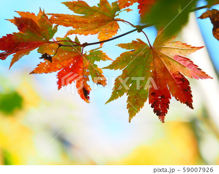北海道の紅葉 美しいカエデのグラデーション 59007926