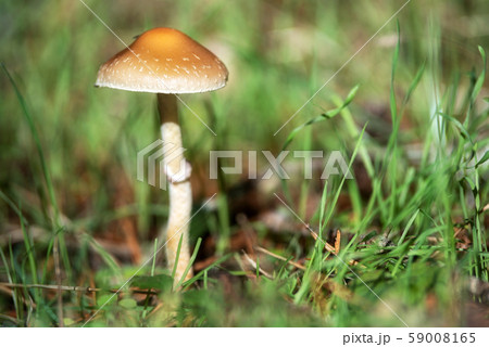 Beautiful closeup of forest mushrooms. Gathering mushrooms. Mushrooms photo, forest photo, forest Beautiful closeup of forest mushrooms. Gathering mushrooms. Mushrooms photo, forest photo, forest 59008165