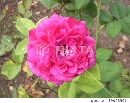 バラ むらさきしきぶ 紫式部 バラ むらさきしきぶ 紫式部 59008991