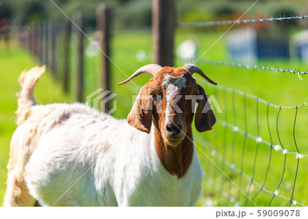 Australian goat grazing on a farm 59009078